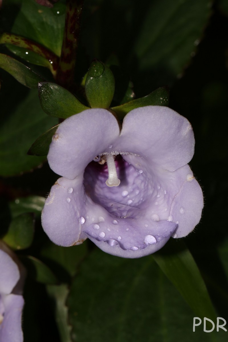 Gloxinia perennis (L.) Druce